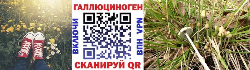 Псилоцибиновые грибы GOLDEN TEACHER  Купить  Кольчугино 